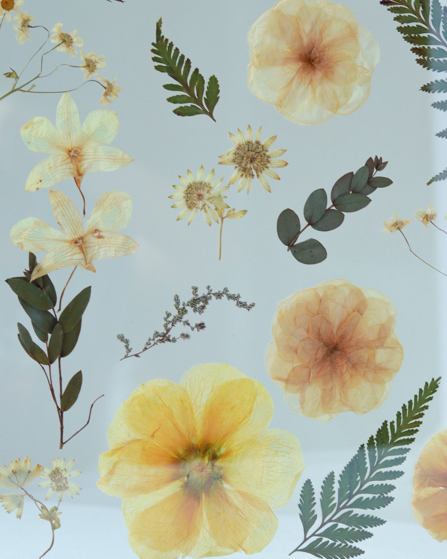 La Cholla Pressed Floral Frame