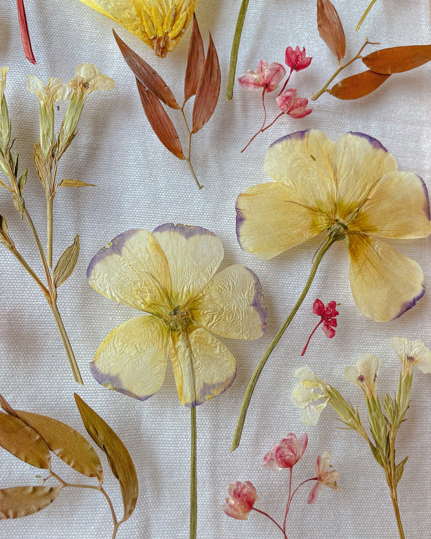 La Cholla Pressed Floral Frame